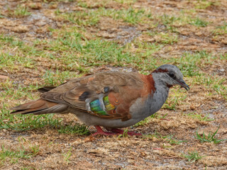 Brush Bronzewing (Phaps elegans) in Australia