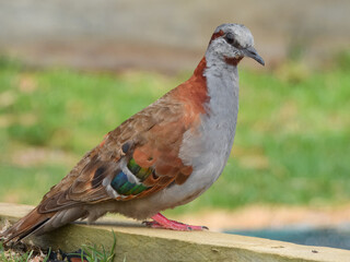 Brush Bronzewing (Phaps elegans) in Australia