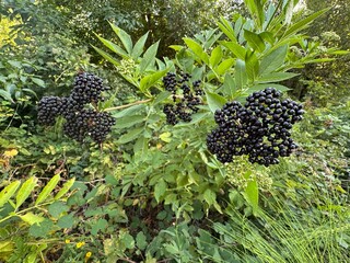 Fruits cluster of the European elderberry (Sambucus nigra). Family Viburnaceae native to most of...