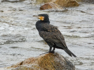 Great Cormorant (Phalacrocorax carbo) in Australia