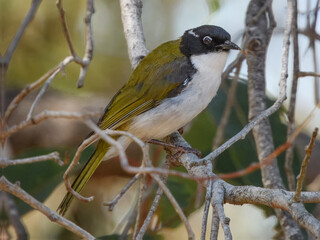 Gilbert's Honeyeater (Melithreptus chloropsis) in Australia