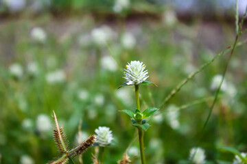 white button flowers bloom perfectly in the garden
