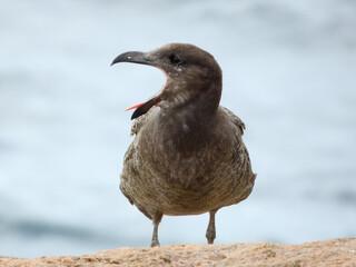 Juvenile Pacific Gull (Larus pacificus) in Australia