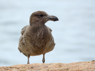 Juvenile Pacific Gull (Larus pacificus) in Australia