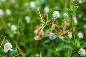 white button flowers bloom perfectly in the garden