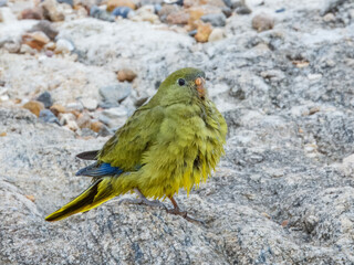 Rock Parrot (Neophema petrophila) in Australia