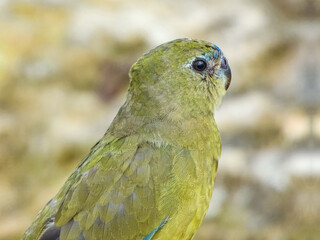 Rock Parrot (Neophema petrophila) in Australia