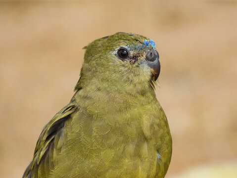 Rock Parrot (Neophema petrophila) in Australia