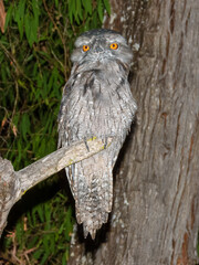 Tawny Frogmouth (Podargus strigoides) in Australia