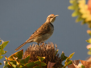 Tawny-crowned Honeyeater (Gliciphila melanops) in Australia