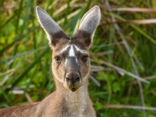 Western Grey Kangaroo (Macropus fuliginosus) in Australia
