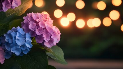 Obraz premium Beautiful hydrangea flowers with bokeh lights in the background at night