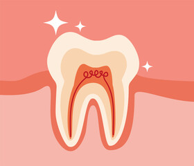 Tooth medical anatomy flat cartoon design vector illustration. Internal structure teeth. Canine teeth infographic for vet clinic, healthcare, education