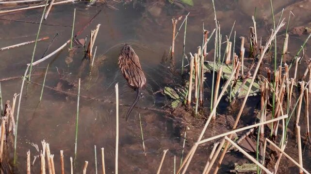 Muskrat Swimming in the Rio Grande River in NM
