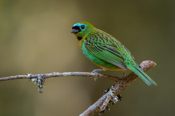 Brassy-breasted tanager perched on a branch