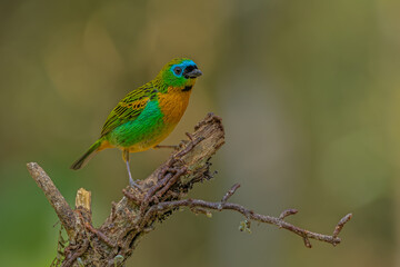 Brassy-breasted tanager perched on a branch