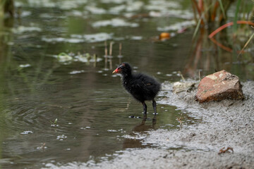 cute little baby moorhen chick big feet weird animal avian