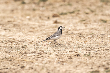 wagtail bird avian on the ground