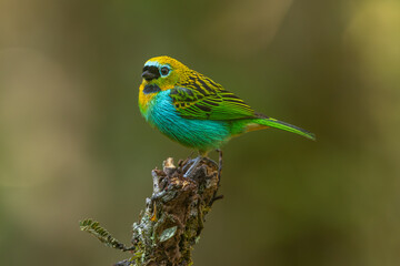 Brassy-breasted tanager perched on a branch