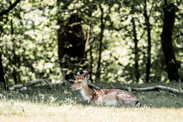 beautiful fellow deer animal in nature area in the Netherlands 