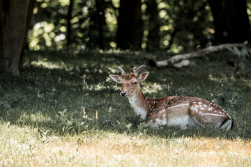 beautiful fellow deer animal in nature area in the Netherlands 