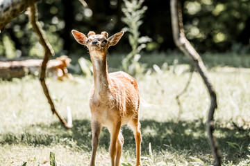 beautiful fellow deer animal in nature area in the Netherlands 