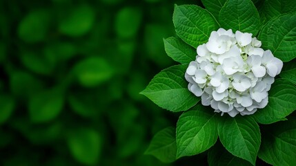 White Hydrangea Bloom Nestled Among Lush Green Leaves in Bright Natural Light