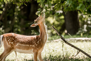 beautiful fellow deer animal in nature area in the Netherlands 