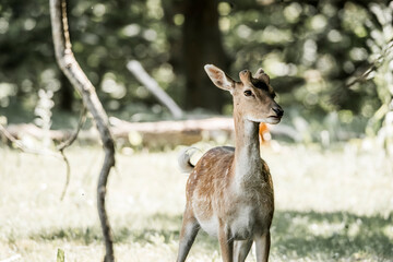 beautiful fellow deer animal in nature area in the Netherlands 