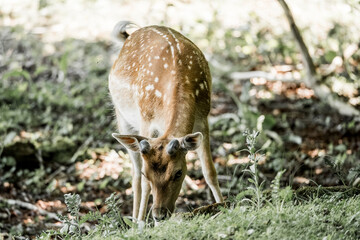 beautiful fellow deer animal in nature area in the Netherlands 