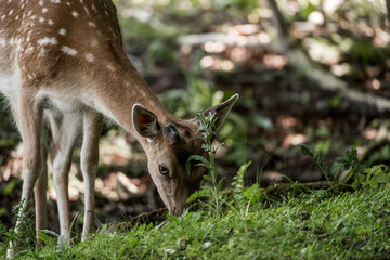 beautiful fellow deer animal in nature area in the Netherlands 