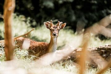 beautiful fellow deer animal in nature area in the Netherlands 