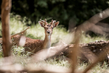 beautiful fellow deer animal in nature area in the Netherlands 