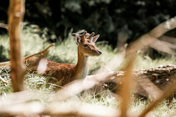 beautiful fellow deer animal in nature area in the Netherlands 