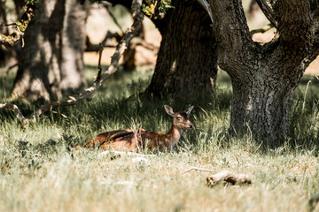 beautiful fellow deer animal in nature area in the Netherlands 