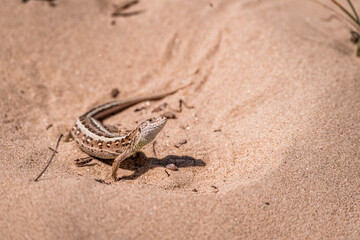 beautiful lizard beige animal wildlife