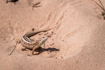 beautiful lizard beige animal wildlife