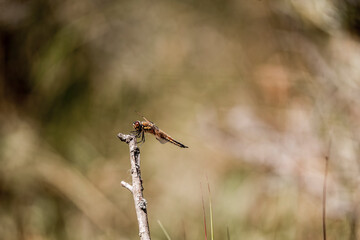 dragonfly on a branch