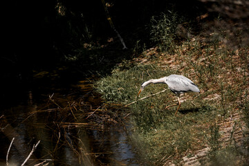 heron hunting pretty bird