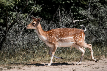 beautiful fellow deer animal in nature area in the Netherlands 