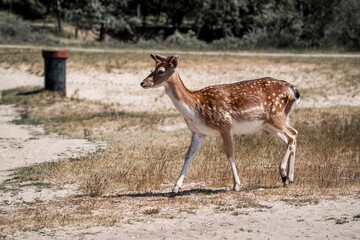 beautiful fellow deer animal in nature area in the Netherlands 