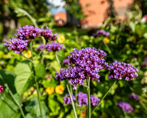 photo of autumn flowers from backyard garden