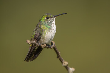 Versicolored emerald perched on a branch