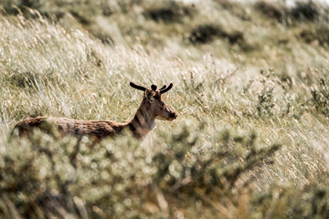 beautiful fellow deer grass nature green