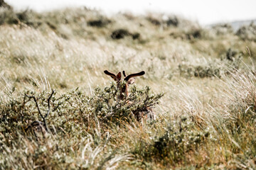 beautiful fellow deer grass nature green