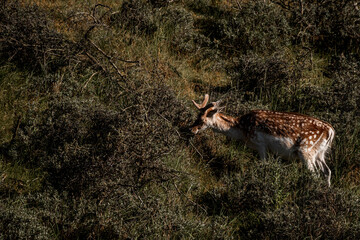 beautiful fellow deer grass nature green