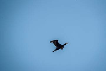 black cormorant bird in the sky