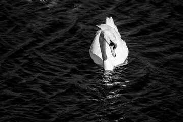 beautiful swan swimming in the water pretty bird