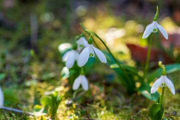 spring snowdrop flowers