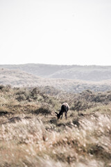 fellow deer in the wild nature reserve